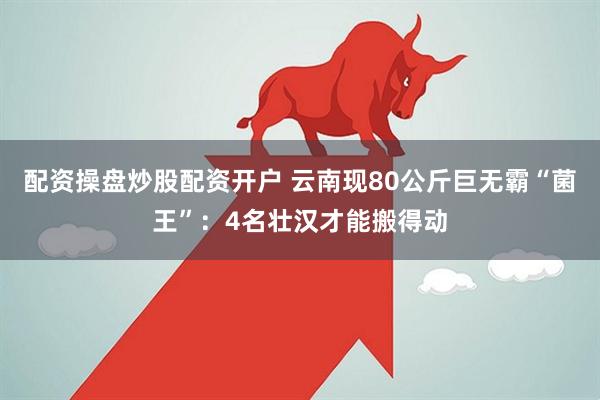 配资操盘炒股配资开户 云南现80公斤巨无霸“菌王”：4名壮汉才能搬得动